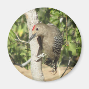Gila hackspettmagnet magnet