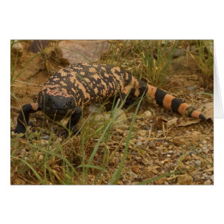 Gila Monster 041a Hälsningskort
