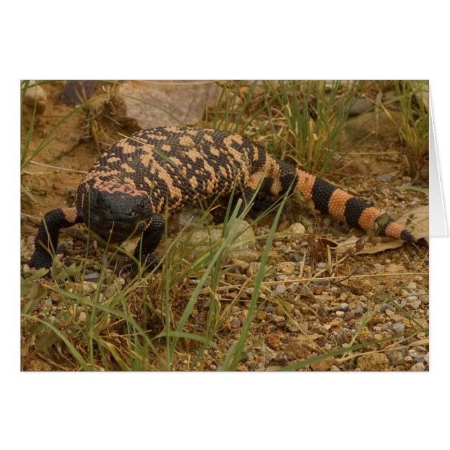 Gila Monster 041a Hälsningskort (Framsidan Horizontal)