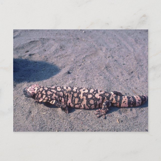 Gila Monster Lizard Vykort (Framsida)