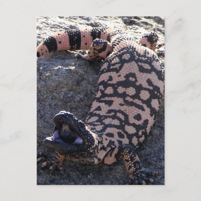 Gila Monster Vykort (Framsida)