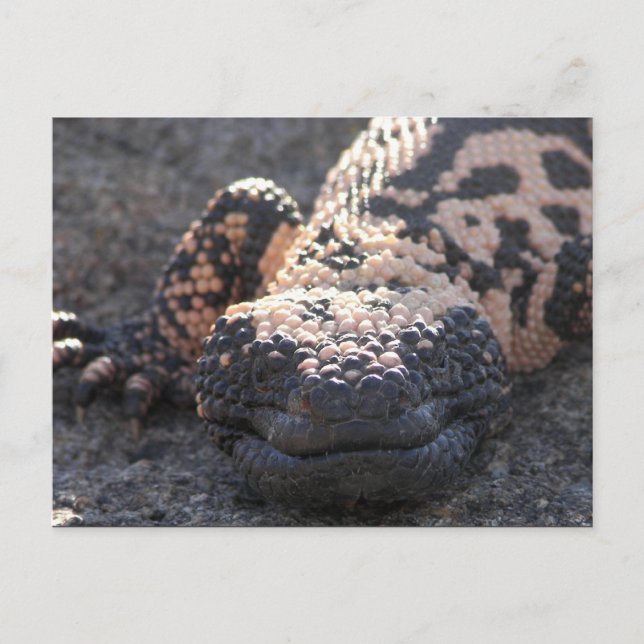 Gila Monster Vykort (Framsida)