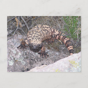 Gila Monster Vykort