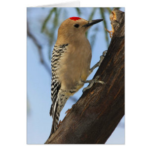 Gila Woodpecker 251a Hälsningskort