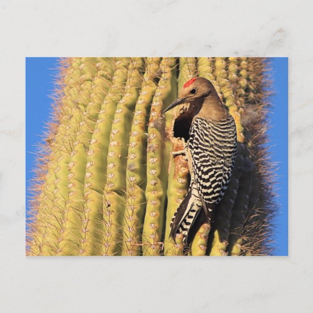 Gila Woodpecker on Saguaro Cactus in Arizona Vykort (Framsida)