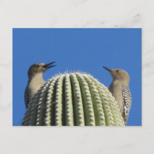 Gila Woodpecker par vykort