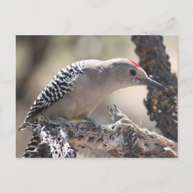 Gila Woodpecker Postcard Vykort (Framsida)
