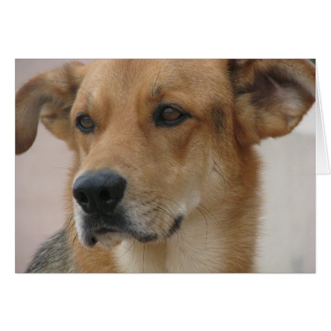 Gilbert OBS Kort (Framsidan Horizontal)