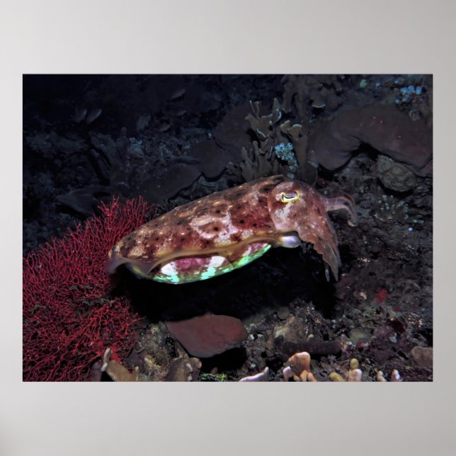 Gili Cuttlefish Poster (Framsidan)