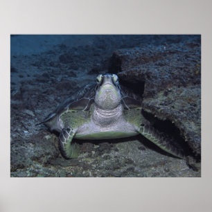 Gili Grönt Turtle Poster