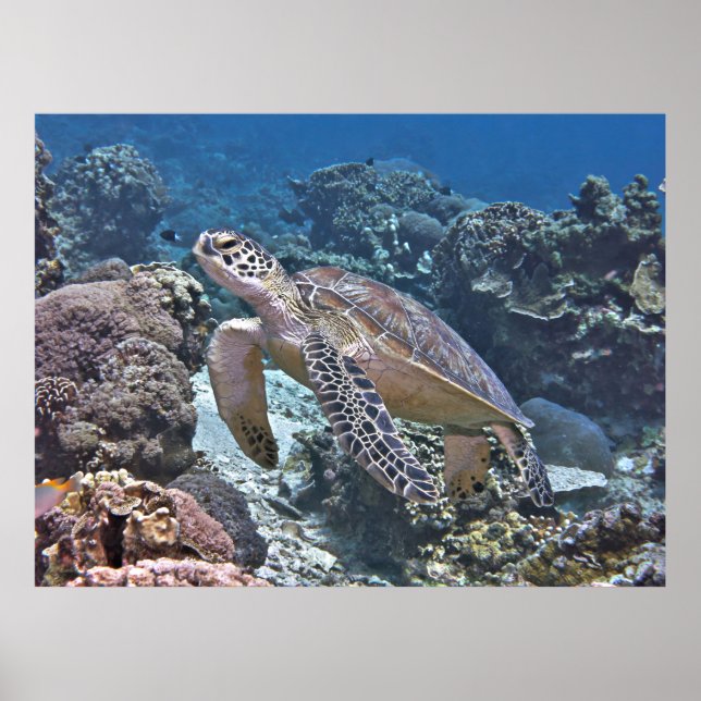 Gili Grönt Turtle Poster (Framsidan)