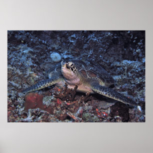 Gili Grönt Turtle Poster