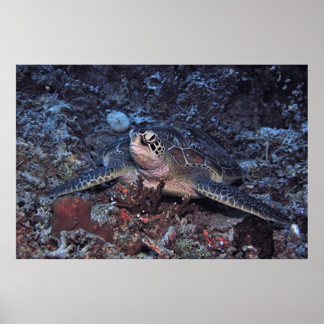 Gili Grönt Turtle Poster (Framsidan)
