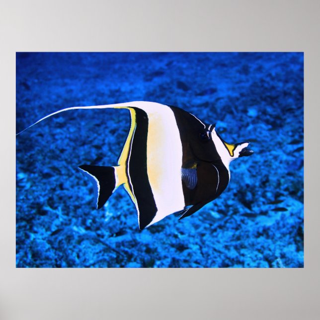 Gili Islands Moorish Idol Poster (Framsidan)