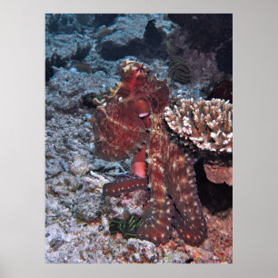 Gili Octopus Porträtt Poster