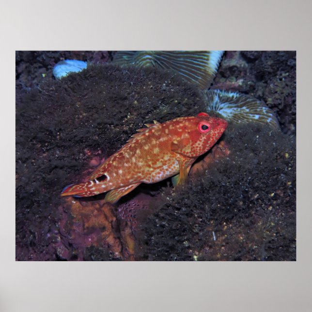Gili T Scorpionfish Poster (Framsidan)