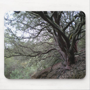 Gilroy Hot Springs - manzanitaträd - mousepad Musmatta