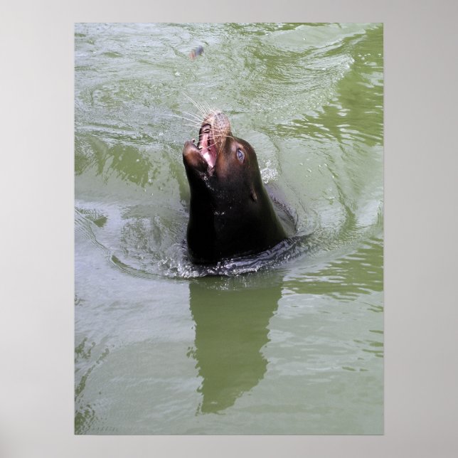 Gimme Fish...NU Poster (Framsidan)