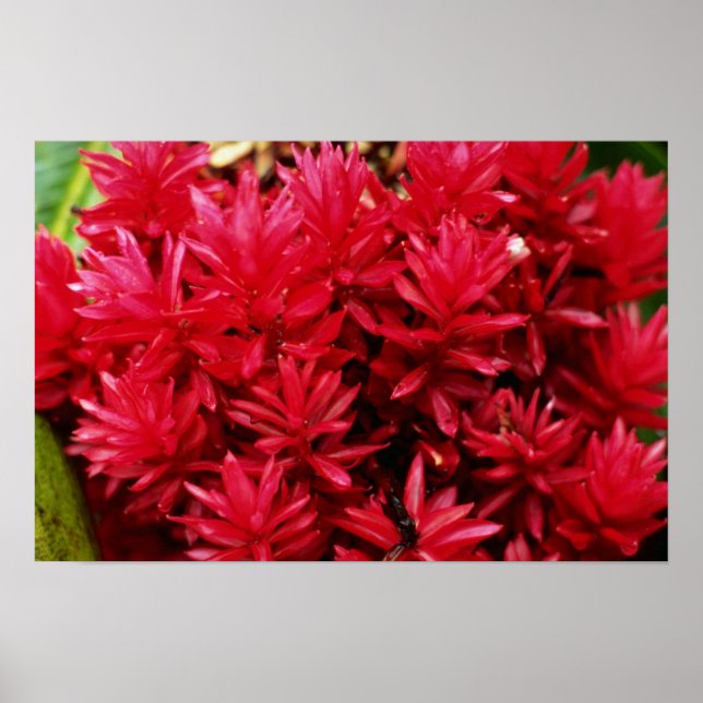 Ginger-blommor, Puerto Rico-blommor Poster (Framsidan)