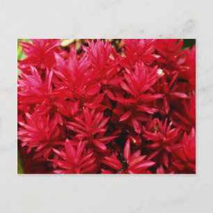Ginger-blommor, Puerto Rico-blommor Vykort
