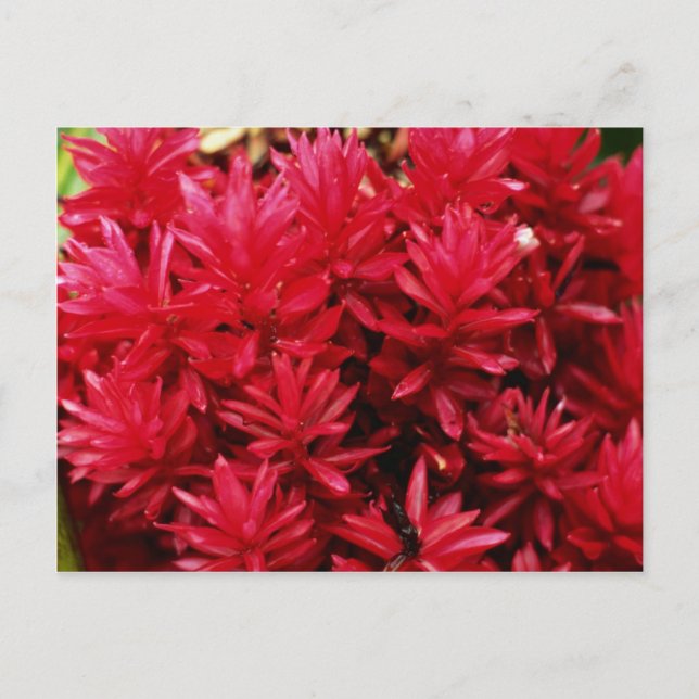 Ginger-blommor, Puerto Rico-blommor Vykort (Framsida)