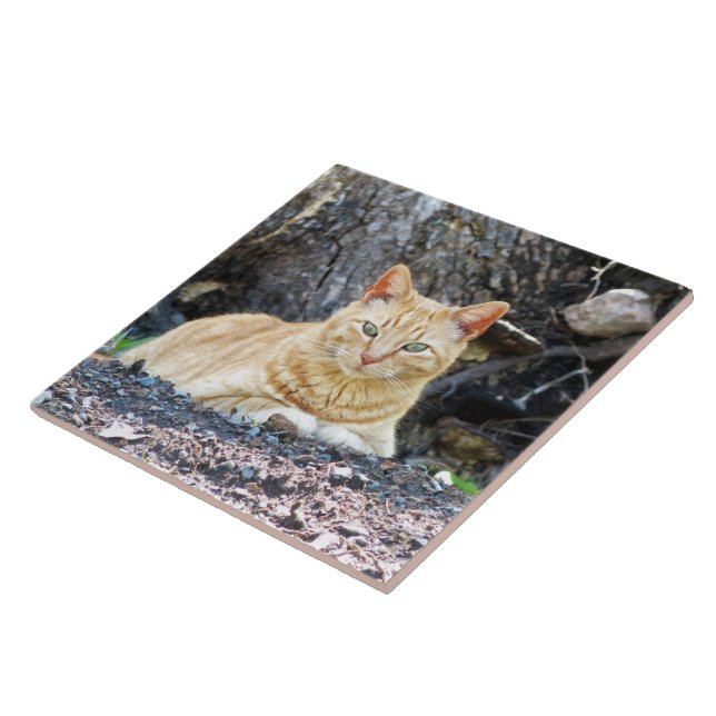 Ginger Boy Kakelplatta (Sidan)