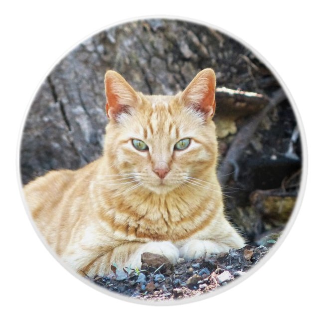 Ginger Boy Knopp (Framsidan)