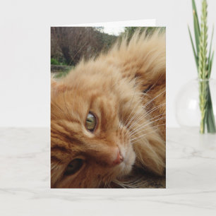 Ginger cat ansikte kort