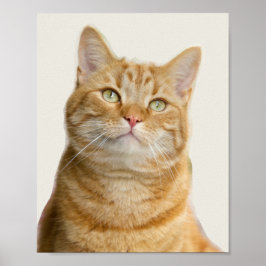 Ginger cat grönt öga poster