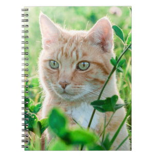 Ginger Cat med Grönt Öga i gräs Anteckningsbok