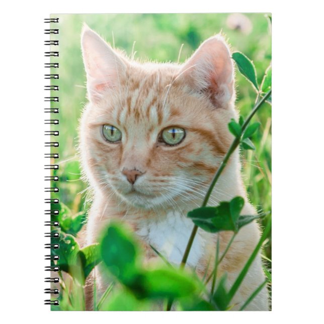 Ginger Cat med Grönt Öga i gräs Anteckningsbok (Framsidan)