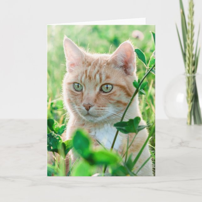 Ginger Cat med Grönt Öga i gräs Kort (Framsida)