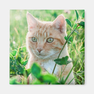 Ginger Cat med Grönt Öga i gräs Magnet