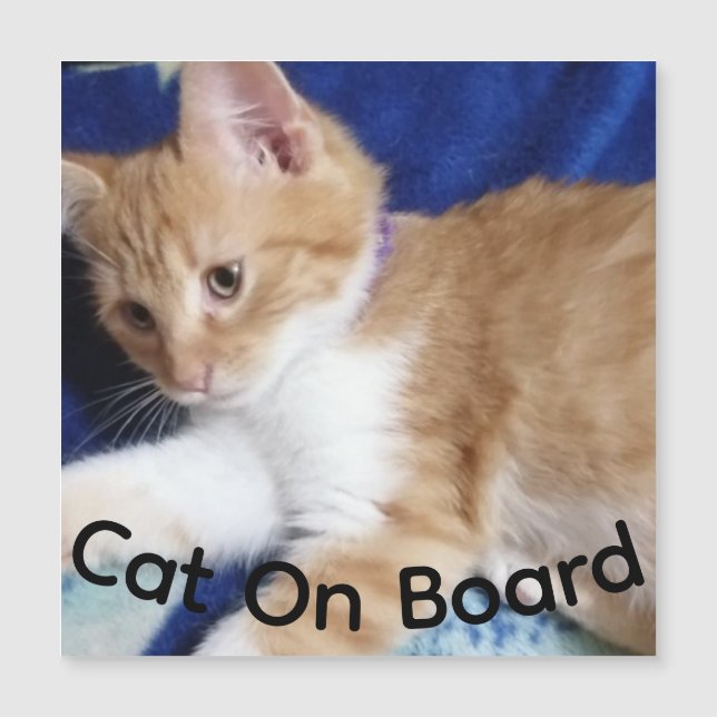 ginger cat on board photo,  car magnet (Framsida)