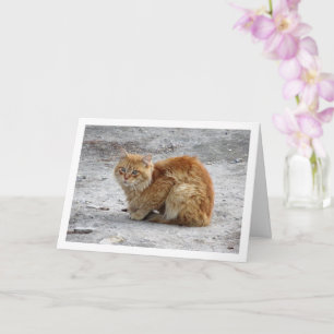Ginger Cat Porträtt Kort
