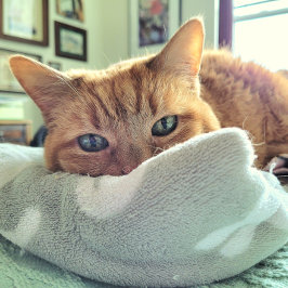 Ginger Cat Says känner sig bättre snart Meddelande