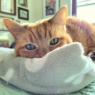 Ginger Cat Says känner sig bättre snart Meddelande