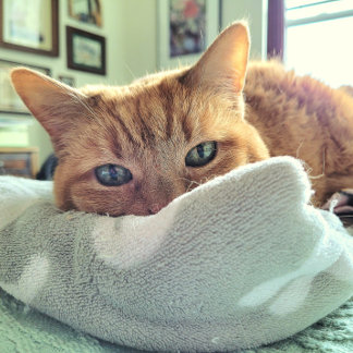 Ginger Cat Says känner sig bättre snart Meddelande