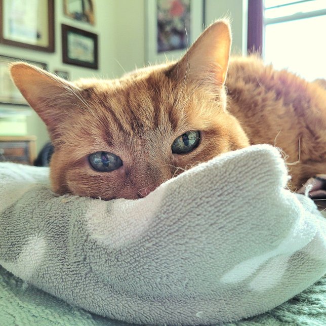 Ginger Cat Says känner sig bättre snart Meddelande (Skapare uppladdad)