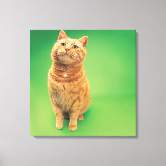 Ginger cat sitta, tittar uppåt canvastryck