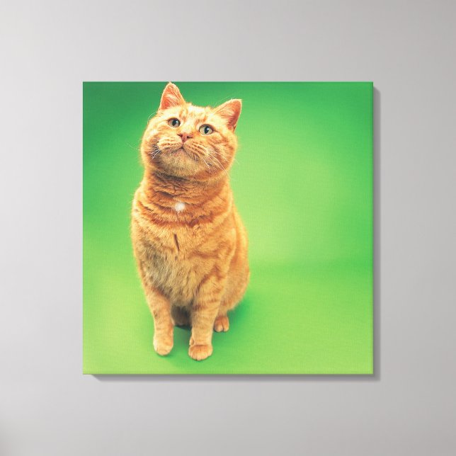Ginger cat sitta, tittar uppåt canvastryck (Framsida)