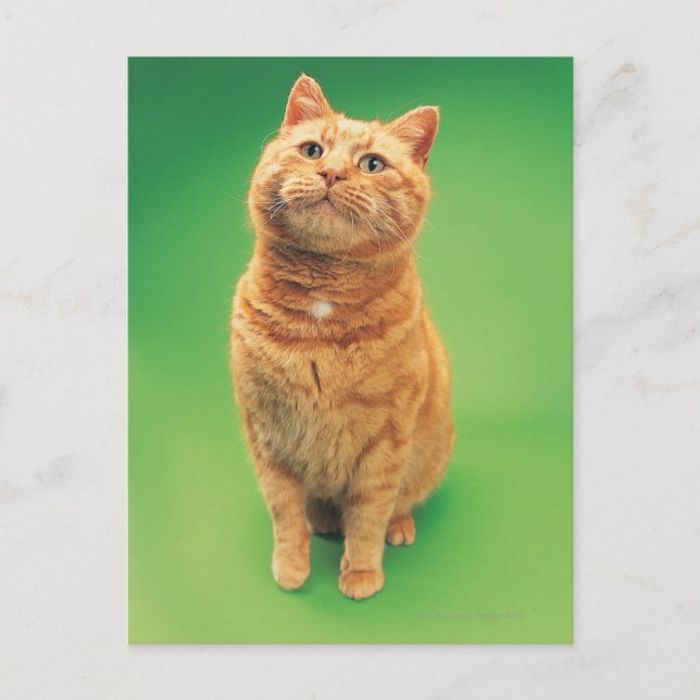 Ginger cat sitta, tittar uppåt vykort (Framsida)