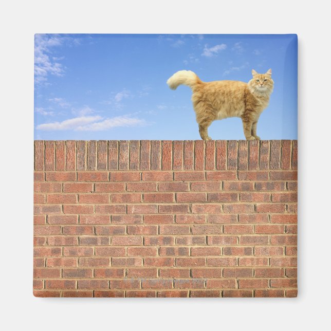 Ginger Cat som står på brickväggen Magnet (Framsidan)