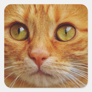 Ginger Cat Square Stickers - Glossy Fyrkantigt Klistermärke