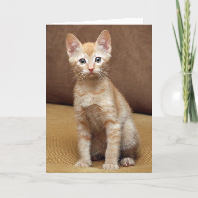 Ginger Couch Kort (Framsida)