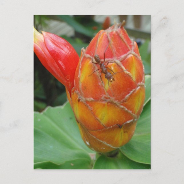 Ginger Flower med Ant Postcard Vykort (Framsida)