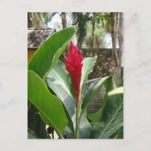Ginger Flower vycard Vykort