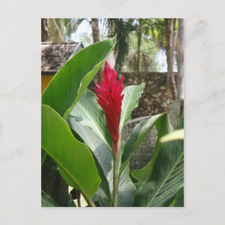 Ginger Flower vycard Vykort