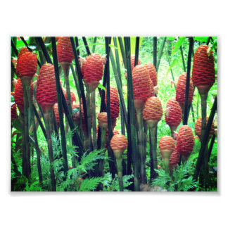 Ginger-foto Fototryck