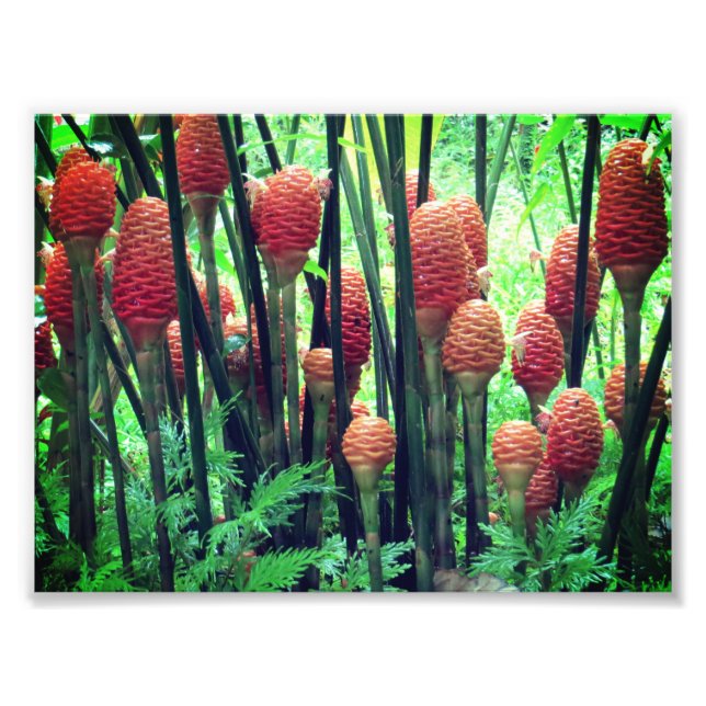 Ginger-foto Fototryck (Framsidan)